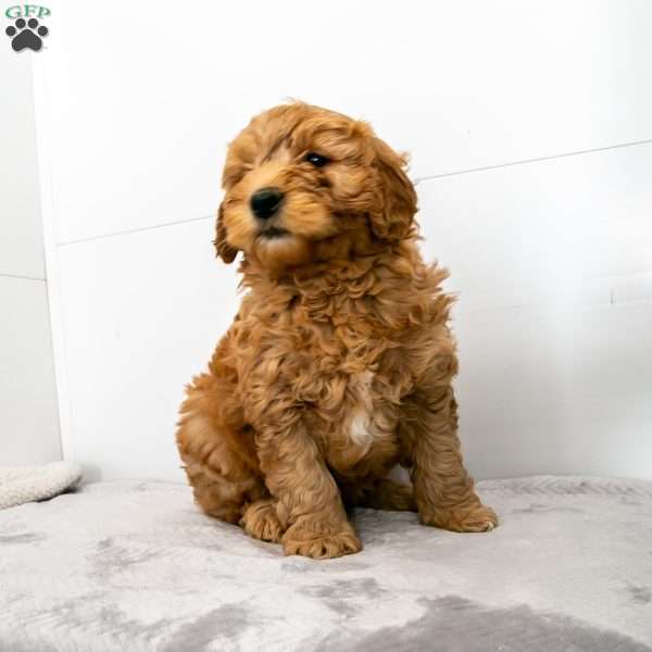 Billy, Mini Goldendoodle Puppy